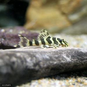 チャーム（charm） （熱帯魚）ニューダップルドインペリアル・プレコ