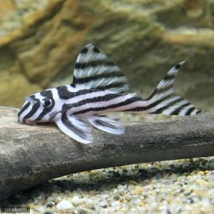 チャーム（charm） （熱帯魚）ニューダップルドインペリアル・プレコ 