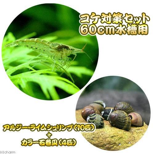 （エビ・貝）コケ対策セット　６０ｃｍ水槽用　アルジー・ライムシュリンプ（１０匹）＋カラー石巻貝（４匹...