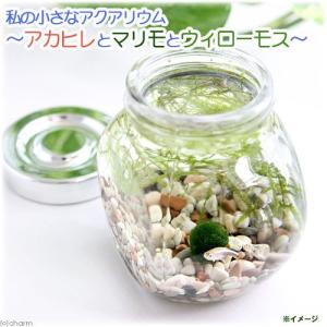 （熱帯魚）（水草）私の小さなアクアリウム　アカヒレボトルセット　〜マリモとウィローモス〜（１セット）説明書付　本州四国限定