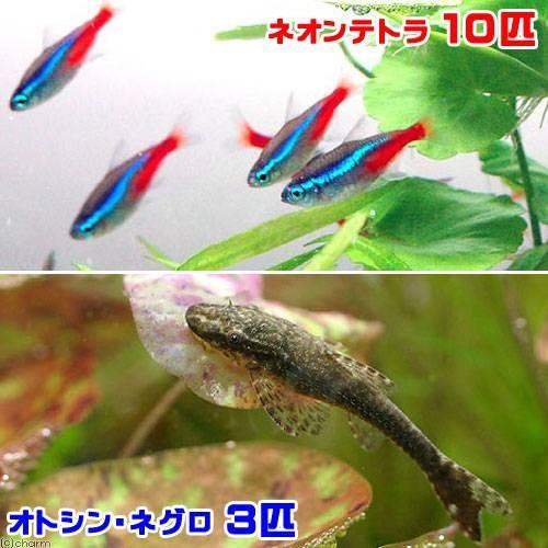 （熱帯魚）ネオンテトラ（１０匹）＋オトシン・ネグロ（３匹）　北海道・九州航空便要保温