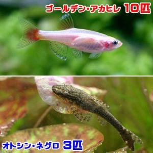 （熱帯魚）ゴールデンアカヒレ（１０匹）　＋　オトシン・ネグロ（３匹）　北海道・九州航空便要保温