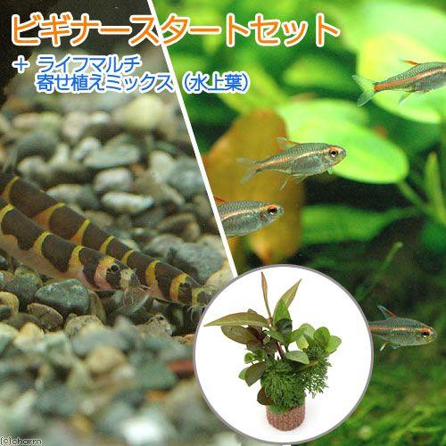 （熱帯魚）（水草）ビギナースタートセット　グローライト・テトラ（１０匹）　＋クーリーローチ（３匹）　...