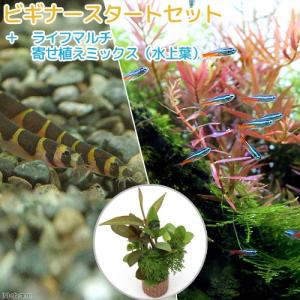 （熱帯魚）（水草）ビギナースタートセット　ネオンテトラ（１０匹）　＋クーリーローチ（３匹）　北海道航空便要保温