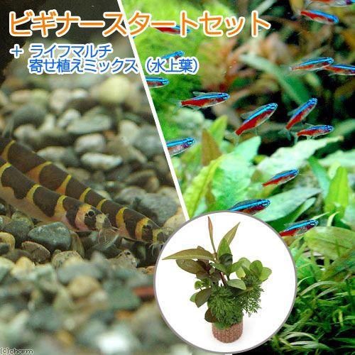 （熱帯魚）（水草）ビギナースタートセット　カージナルブリード（１０匹）　＋クーリーローチ（３匹）　北...