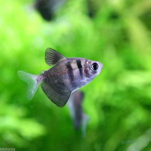 (熱帯魚)ブラック・テトラ(6匹) 北海道・九州...の商品画像