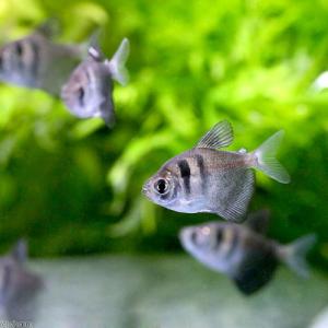 (熱帯魚)ブラック・テトラ(6匹) 北海道・九...の詳細画像1