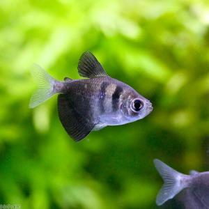 (熱帯魚)ブラック・テトラ(6匹) 北海道・九...の詳細画像2