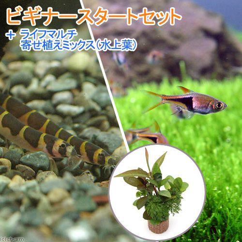 （熱帯魚）（水草）ビギナースタートセット　ラスボラ・ヘテロモルファ（６匹）　＋クーリーローチ（３匹）...