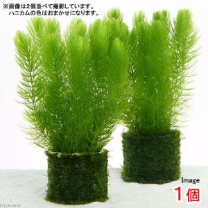 水草）ミクロソリウムsp．サリポイ（水中葉）（無農薬）（1株