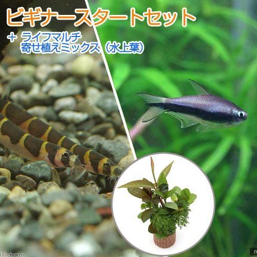（熱帯魚）（水草）ビギナースタートセット　エンペラー・テトラ（６匹）　＋クーリーローチ（３匹）　北海...