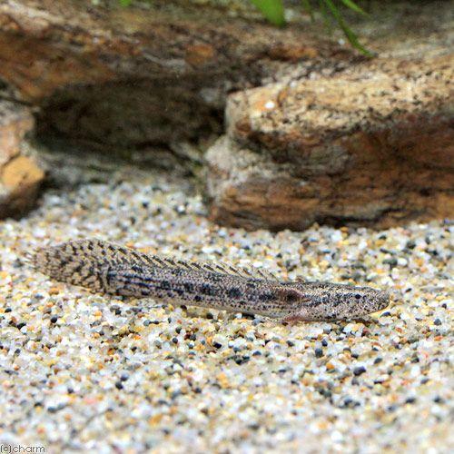 （熱帯魚）ポリプテルス・アンソルギー　Ｓサイズ（ブリード）（１匹）　北海道・九州航空便要保温