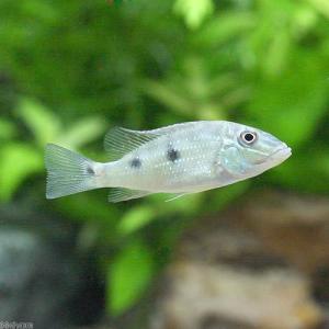 （熱帯魚）サタノペルカ・ダエモン（ワイルド）（１匹）　北海道航空便要保温