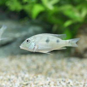 (熱帯魚)サタノペルカ・ダエモン(ワイルド)(...の詳細画像1