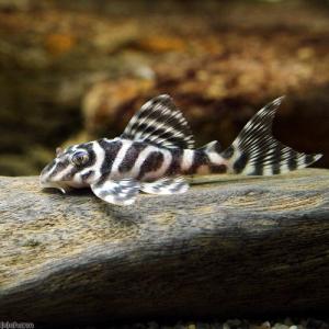 チャーム（charm） （熱帯魚）ニューダップルドインペリアル・プレコ 