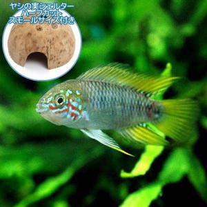 （熱帯魚）アピストグラマ・ボレリー　オパール（１ペア）＋　ココナッツシェルター（１個）　本州四国限定