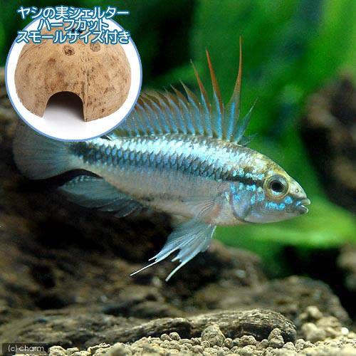 （熱帯魚）アピストグラマ・トリファスキアータ（１ペア）＋　ココナッツシェルター（１個）　本州四国限定