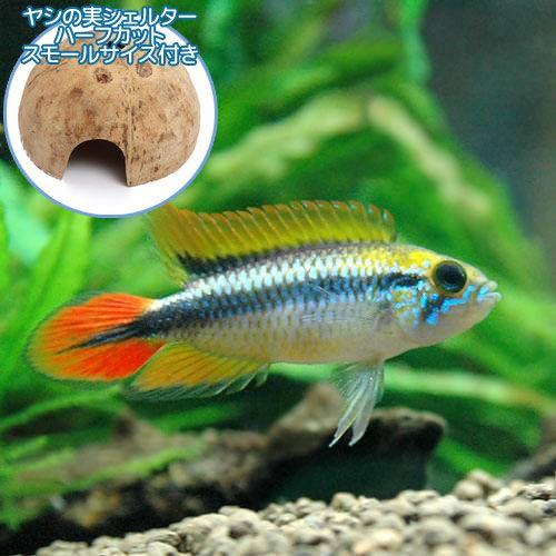 （熱帯魚）アピストグラマ・アガシジィ　ダブルレッド（１ペア）＋ココナッツシェルター（１個）本州四国限...
