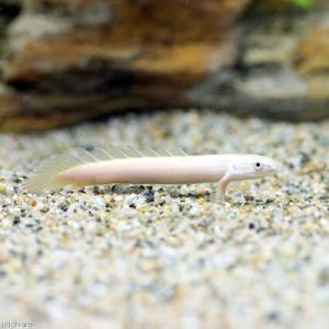 （熱帯魚）ポリプテルス・セネガルス　セミプラチナ（約１０〜１５ｃｍ）（ブリード）（１匹）　北海道・九州航空便要保温