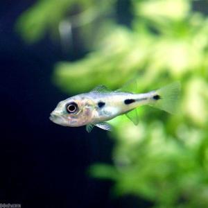 チャーム（charm） （熱帯魚）キクラ・ケルベリー Sサイズ（約5