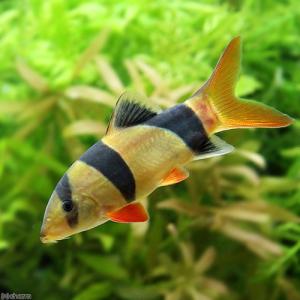 (熱帯魚)クラウンローチ Mサイズ(1匹) 北海...の商品画像