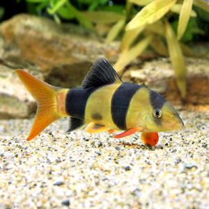 (熱帯魚)クラウンローチ Mサイズ(1匹) 北...の詳細画像1