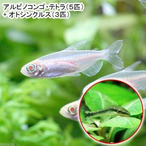 （熱帯魚）アルビノコンゴテトラ（５匹）＋オトシンクルス（３匹）　北海道・九州航空便要保温｜chanet