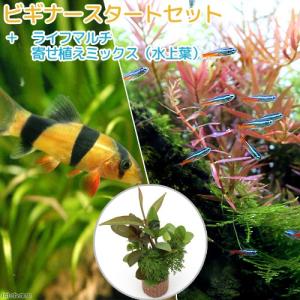 (熱帯魚)(水草)ビギナースタートセット ネオン...の商品画像