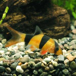 (熱帯魚)(水草)ビギナースタートセット ネオ...の詳細画像1