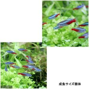 (熱帯魚)(水草)ビギナースタートセット ネオ...の詳細画像2
