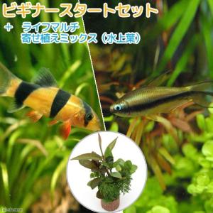 （熱帯魚）（水草）ビギナースタートセット　エンペラー・テトラ（６匹）　＋クラウンローチ（２匹）　北海道・九州航空便要保温