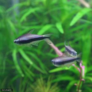 (熱帯魚)(水草)ビギナースタートセット エン...の詳細画像2