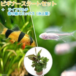 （熱帯魚）（水草）ビギナースタートセット　アルビノグローライト・テトラ（１０匹）　＋クラウンローチ（２匹）　北海道・九州航空便要保温｜chanet