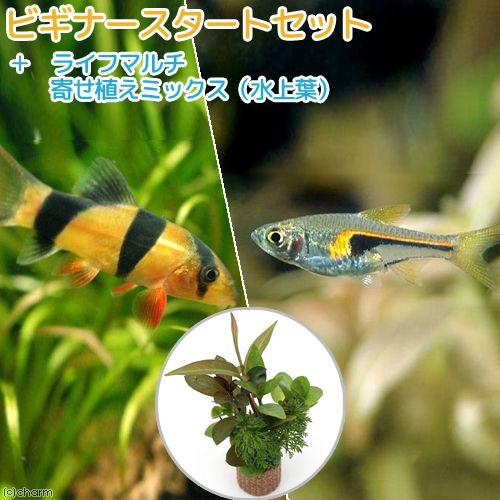 （熱帯魚）（水草）ビギナースタートセット　ラスボラ・ヘンゲリー（６匹）　＋クラウンローチ（２匹）　北...