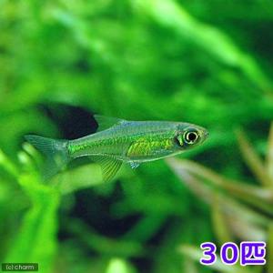 (熱帯魚)ミクロラスボラ・ブルーネオン(30匹)...の商品画像