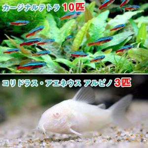 （熱帯魚）カージナルテトラ（ワイルド）（１０匹）＋コリドラス・アエネウス　アルビノ（３匹）　北海道・九州航空便要保温｜チャーム charm ヤフー店