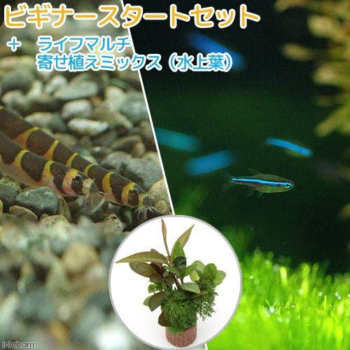（熱帯魚）（水草）ビギナースタートセット　グリーンネオンテトラ（１０匹）　＋クーリーローチ（３匹）　...