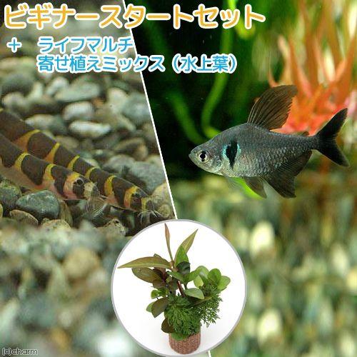 （熱帯魚）（水草）ビギナースタートセット　ブラックファントム・テトラ（６匹）　＋クーリーローチ（３匹...