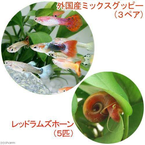 （熱帯魚）外国産ミックスグッピー（３ペア）＋レッドラムズホーン（５匹）　北海道・九州航空便要保温