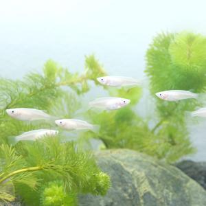 (めだか)白メダカ(30匹)の詳細画像1