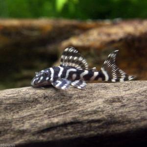 (熱帯魚)キングロイヤル・ペコルティア Sサイズ...の商品画像
