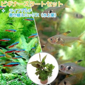 (熱帯魚)(水草)ビギナースタートセット カージ...の商品画像