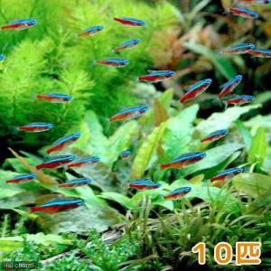 (熱帯魚)(水草)ビギナースタートセット カー...の詳細画像1