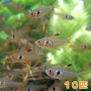 (熱帯魚)(水草)ビギナースタートセット カー...の詳細画像2