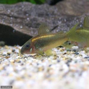 コリドラス 熱帯魚 エビ他 チャーム Charm Paypayモール店 通販 Paypayモール
