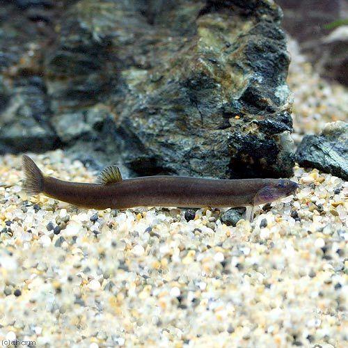 （熱帯魚）ブラッククーリー・ローチ（３匹）　北海道・九州航空便要保温