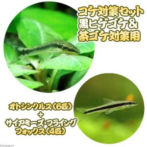 （熱帯魚）コケ対策セット　黒ヒゲゴケ＆茶ゴケ対策用　オトシンクルス（６匹）＋サイアミーズフライングフォックス（４匹）　北海道・九州航空便要保温