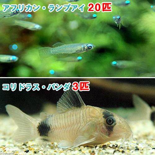 （熱帯魚）アフリカン・ランプアイ（２０匹）＋コリドラス・パンダ（３匹）　北海道・九州航空便要保温