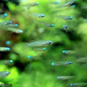 (熱帯魚)アフリカン・ランプアイ(20匹)+コ...の詳細画像1