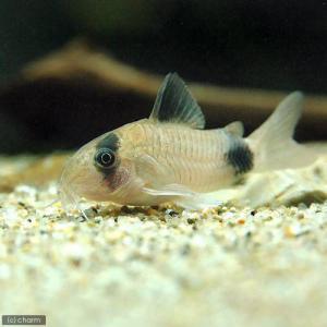 (熱帯魚)アフリカン・ランプアイ(20匹)+コ...の詳細画像2